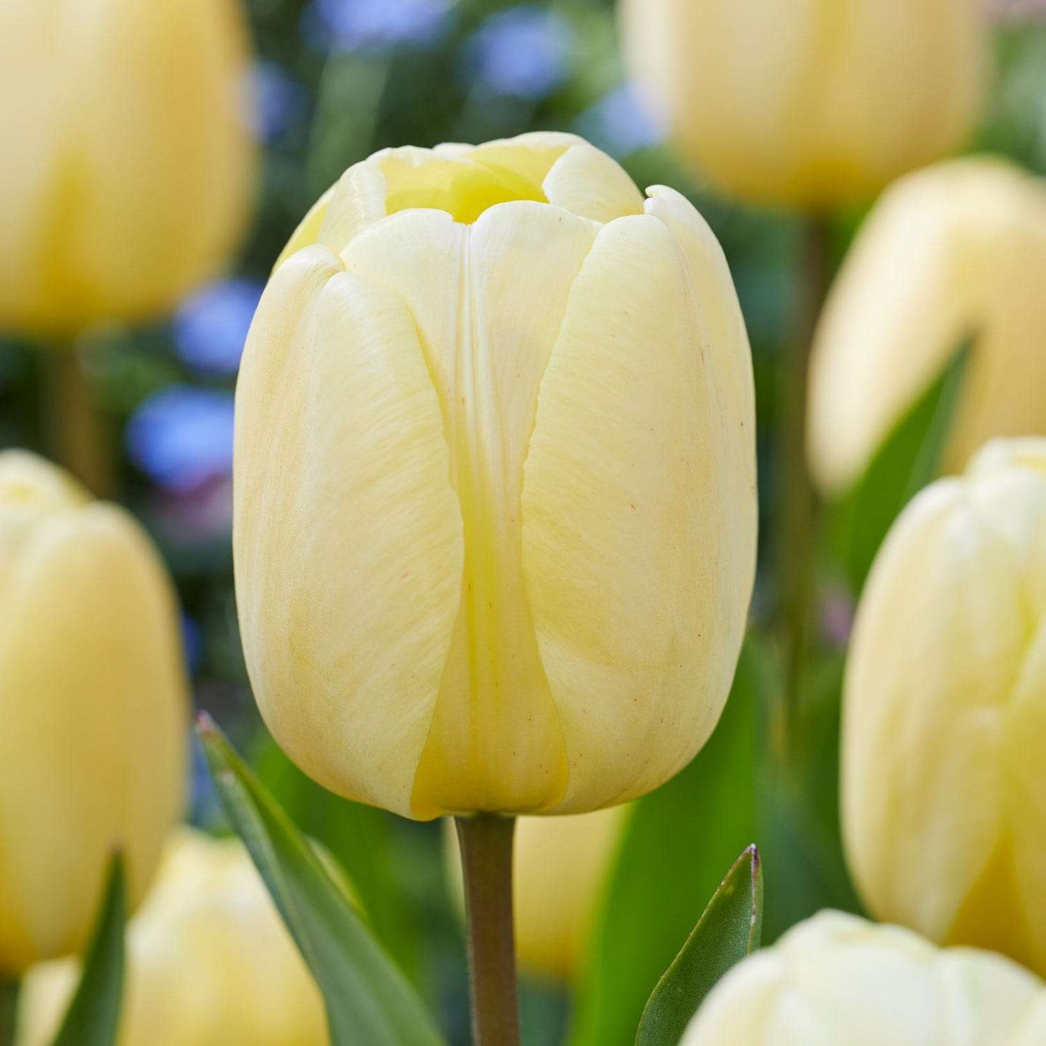 Tulpe 'Ivory Floradale'
